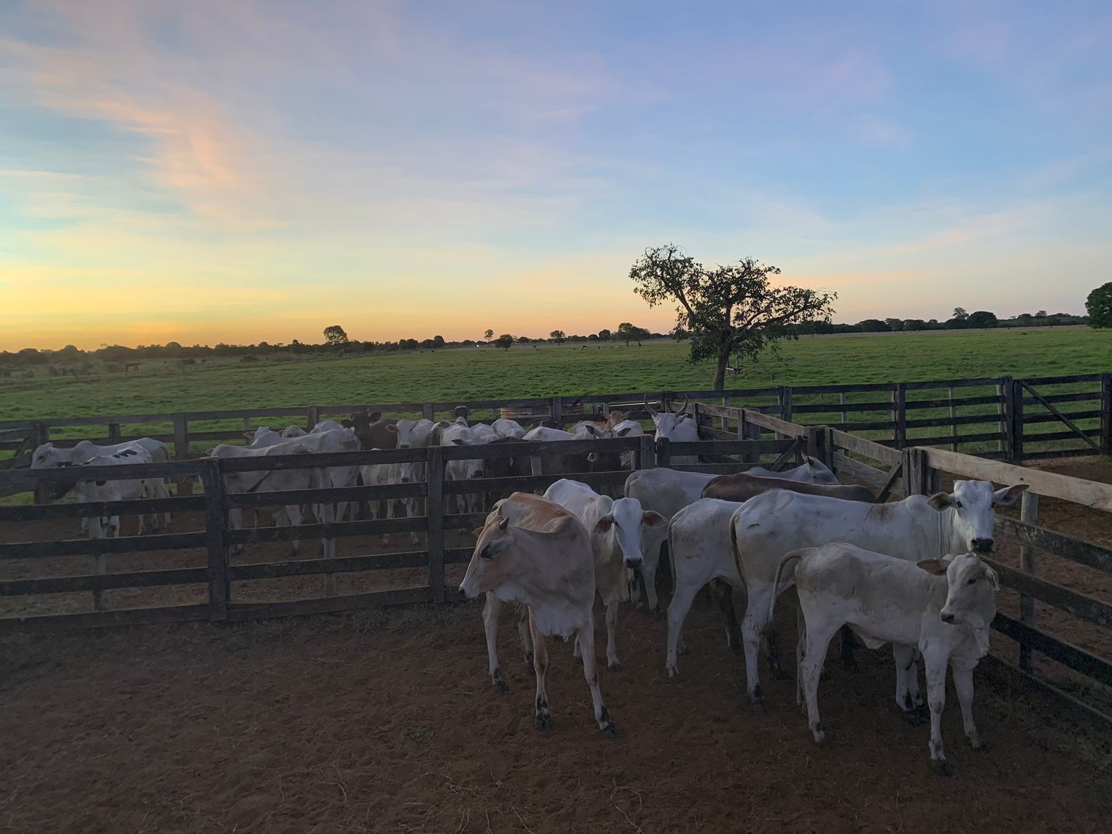 Foto de Aurélio Zago 4